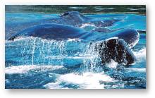 [ Whale Watching Cruises ]